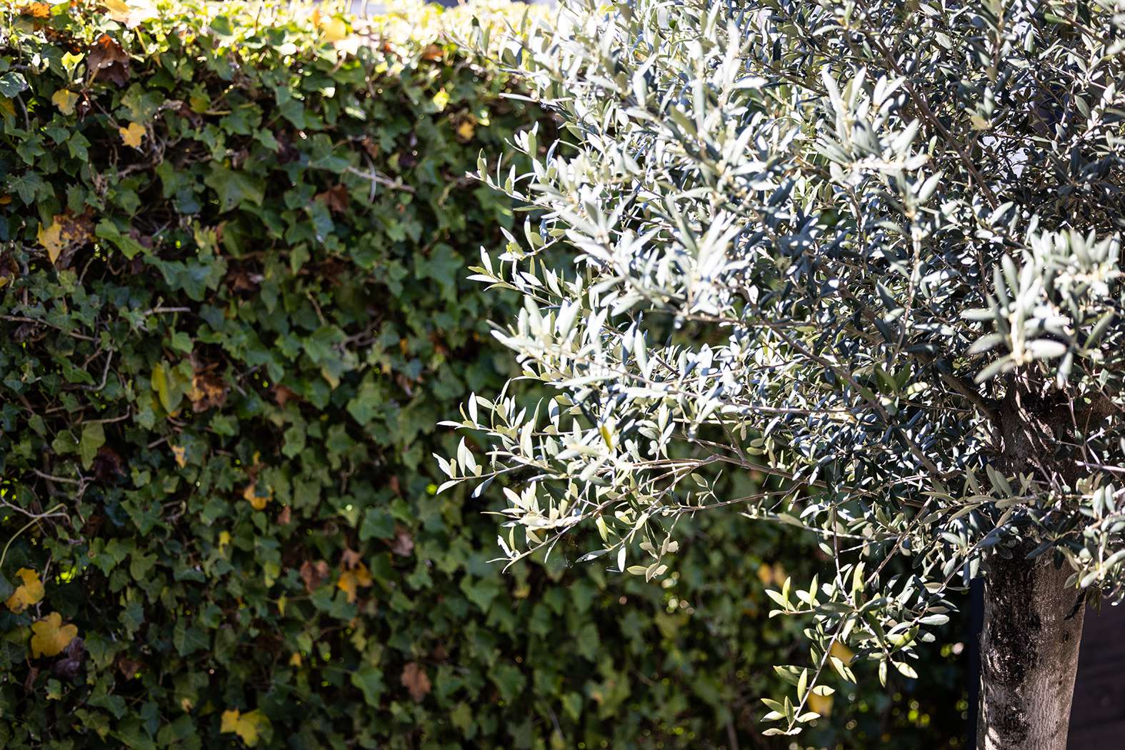 Beplanting in een tuin van Derwort Hoveniers