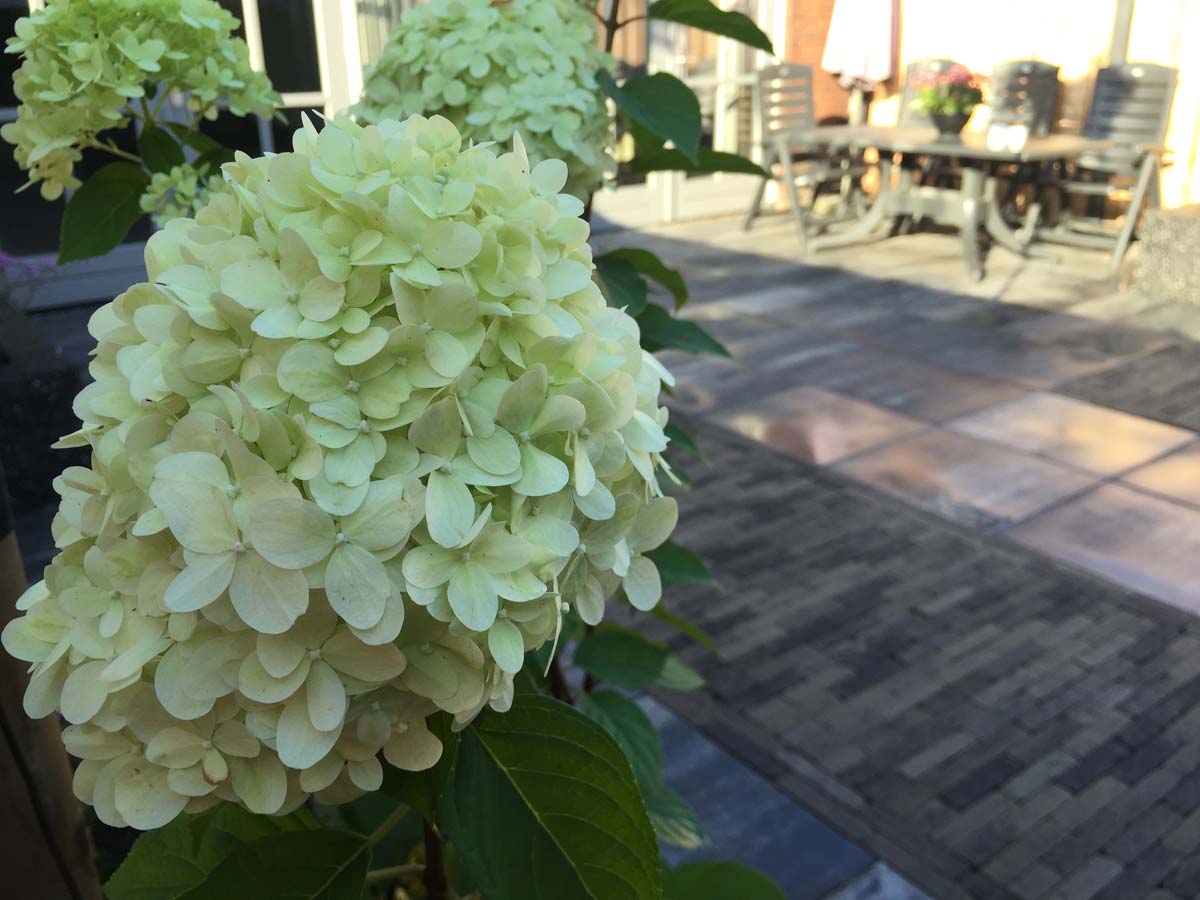 Witte hortensia naast een terras