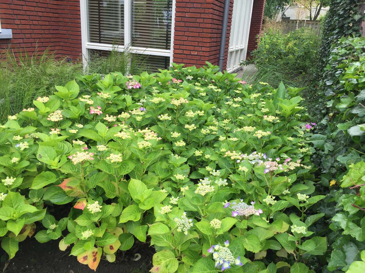 Hortensia's in bloei voor de gevel