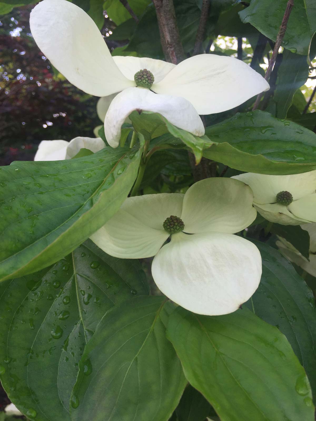 Witte bloem van een kornoelje