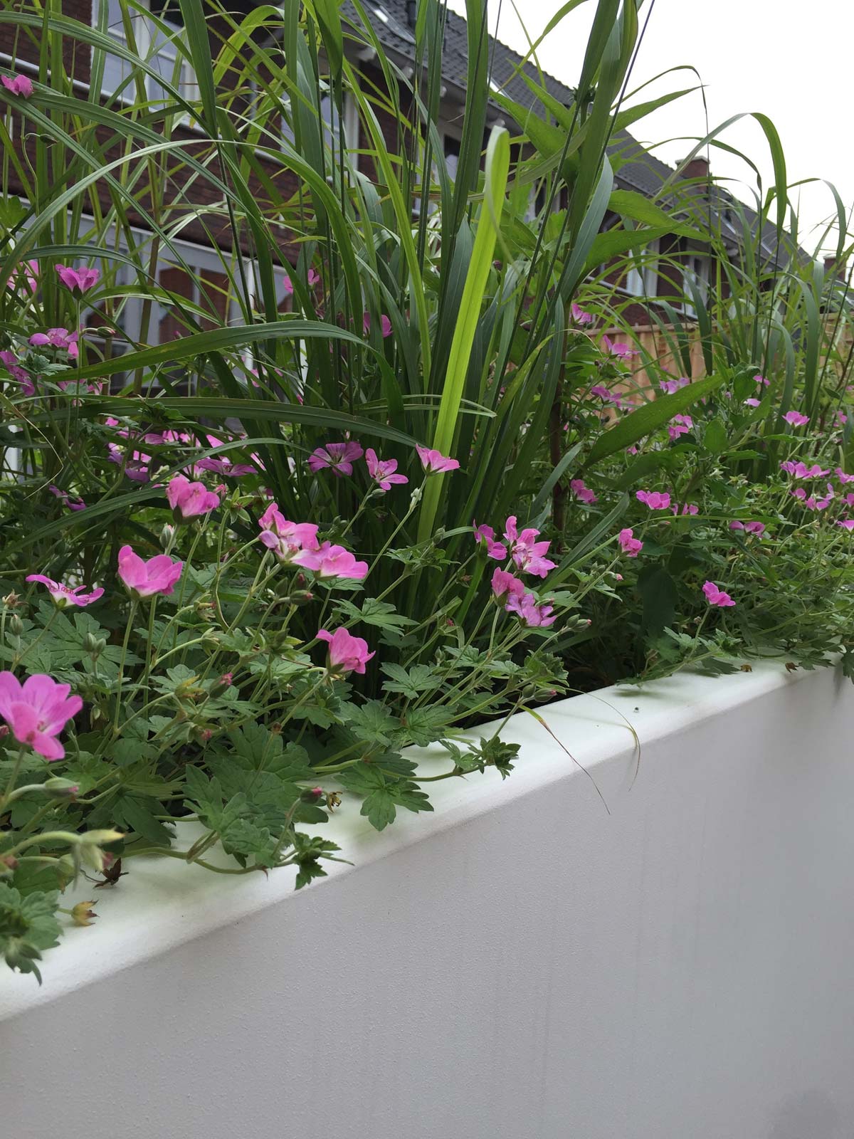Plantvak met siergrassen en bloeiende vaste planten
