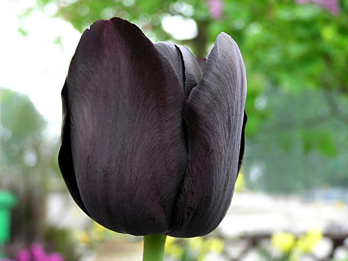 Donkere tulp in de border