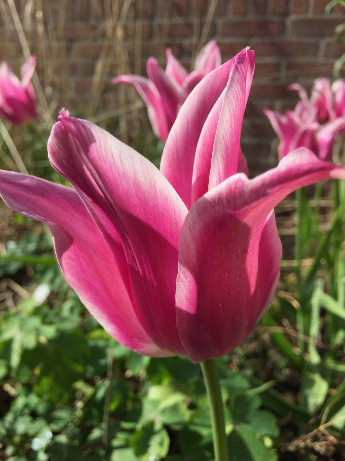 Roze tulp in bloei