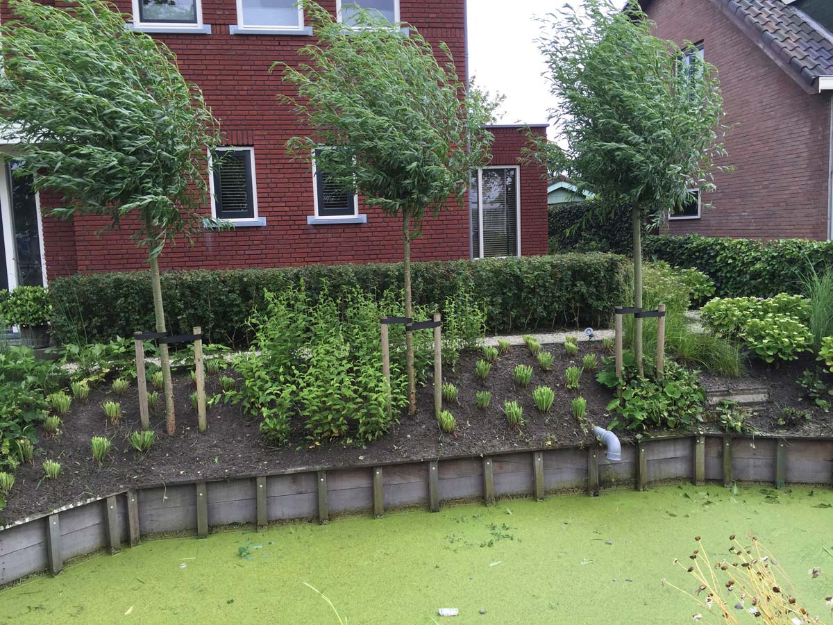 Voortuin met vormsnoei en jonge bomen