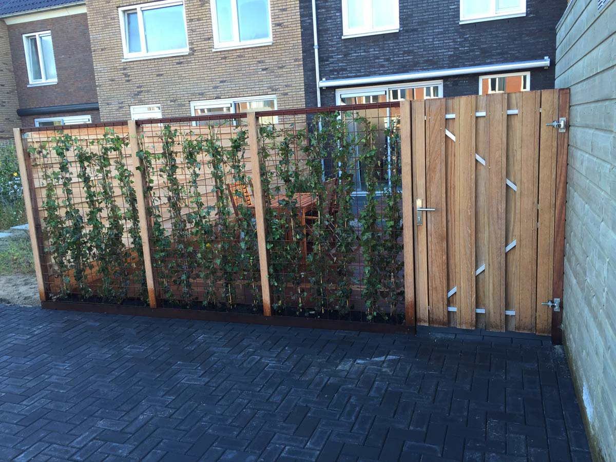 Groen scherm met klimplanten en een houten poort