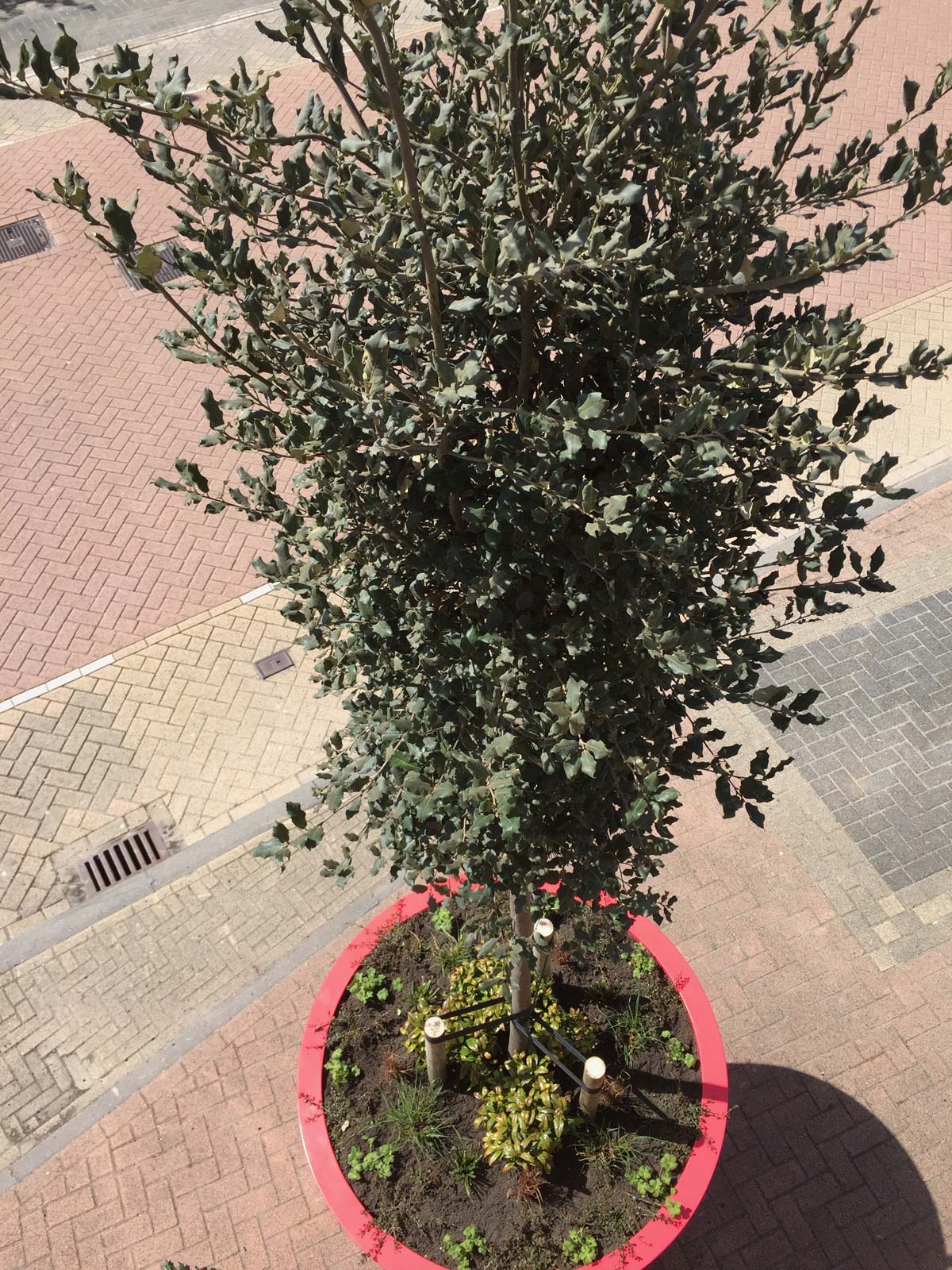 Olijfboom in een grote rode pot