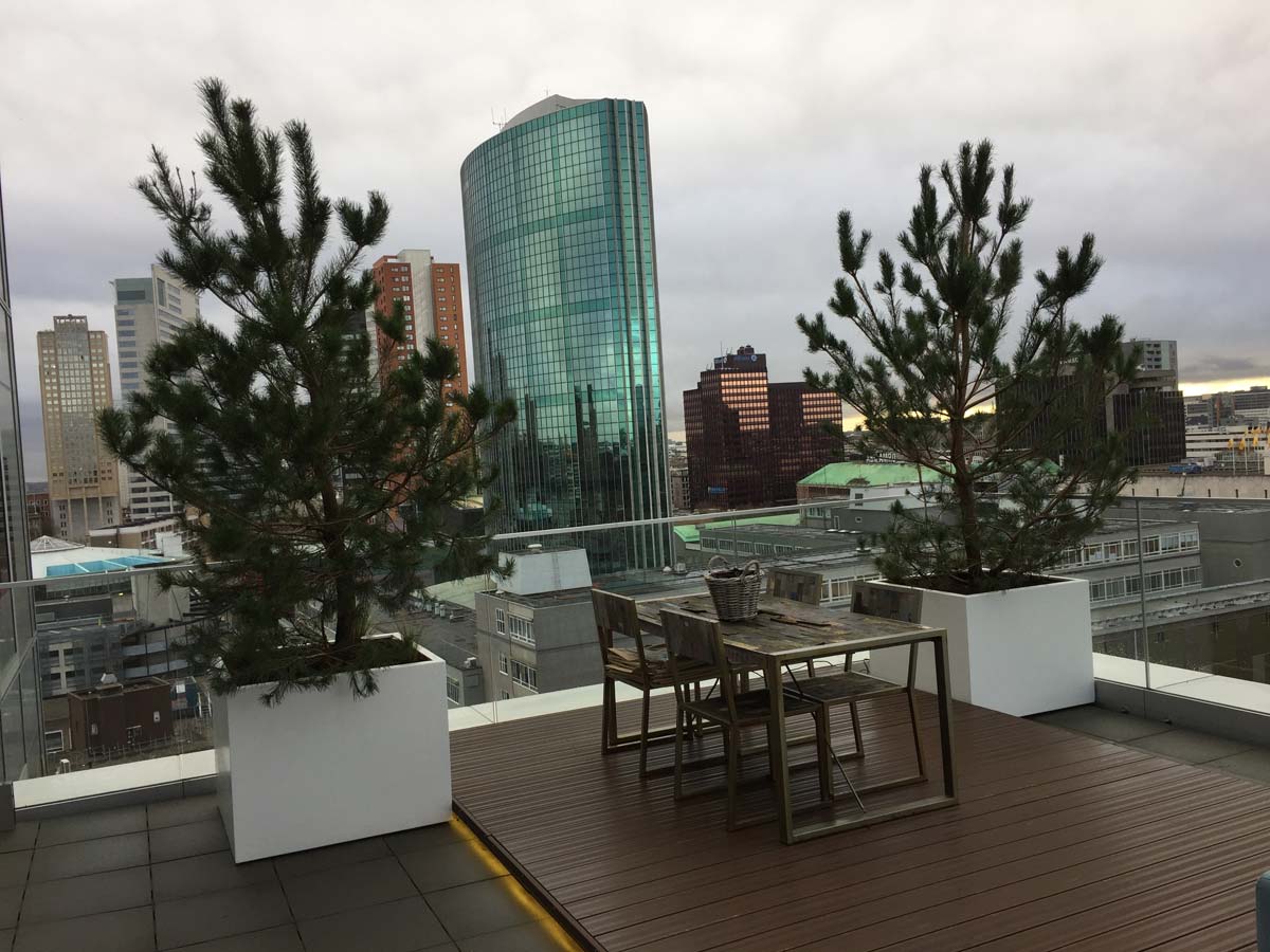 Vlonder op een dakterras met dennen in plantenbakken